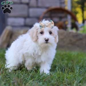 Willow, Maltipoo Puppy